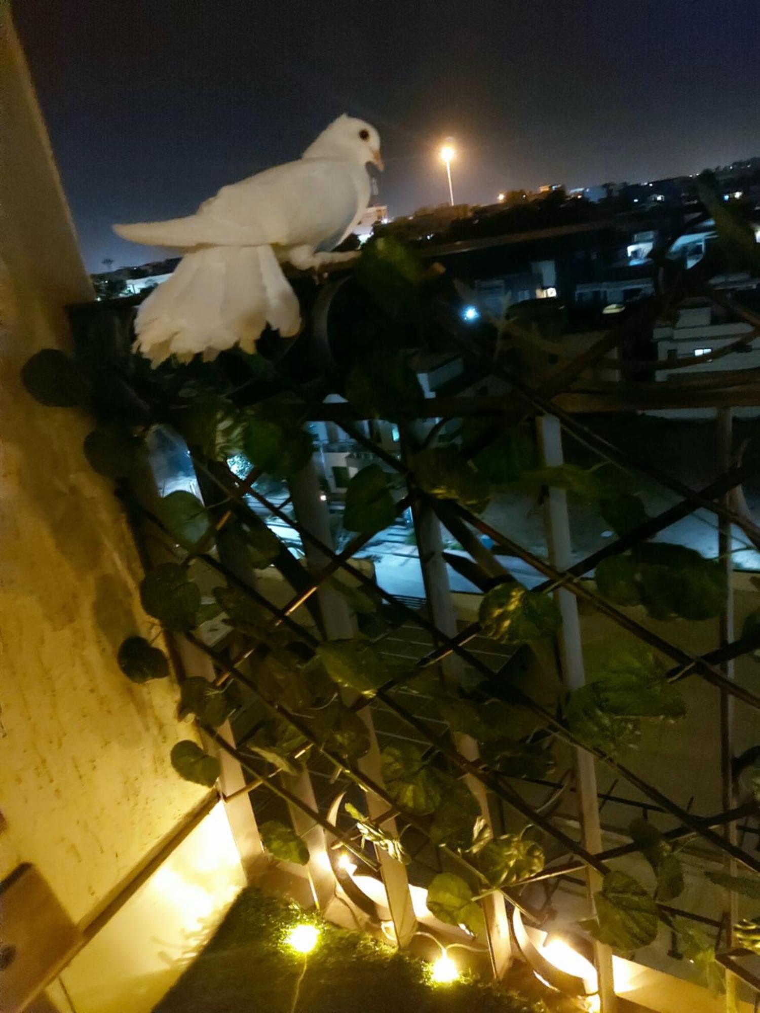 Aesthetic Scenic Luxurious Apartment - Bahria Heights راوالبيندي المظهر الخارجي الصورة
